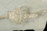 Crinoid (Macrocrinus) Fossil - Crawfordsville, Indiana #122947-1
